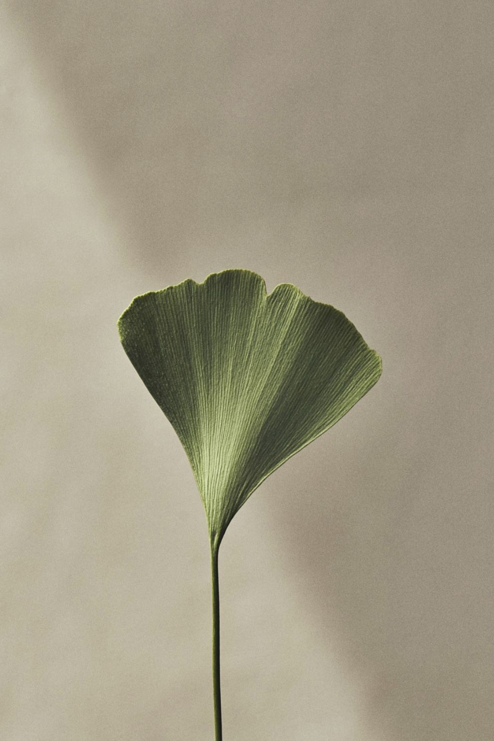 Minimal botanical detail connected to wellbeing and nature