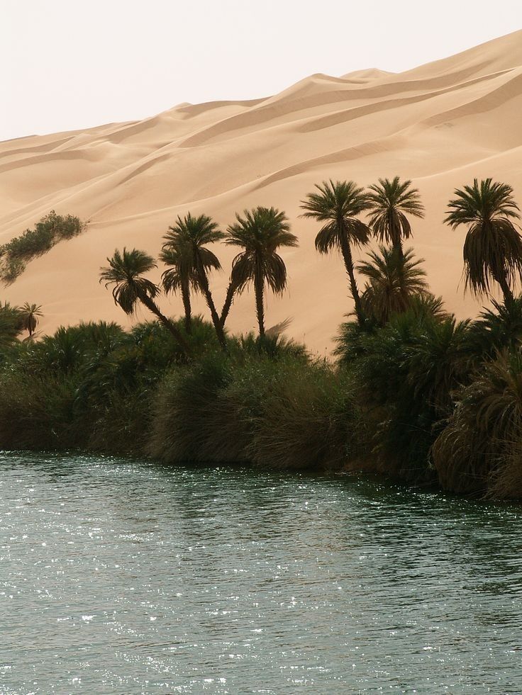Desert oasis landscape with palm trees and water inspired by Egypt